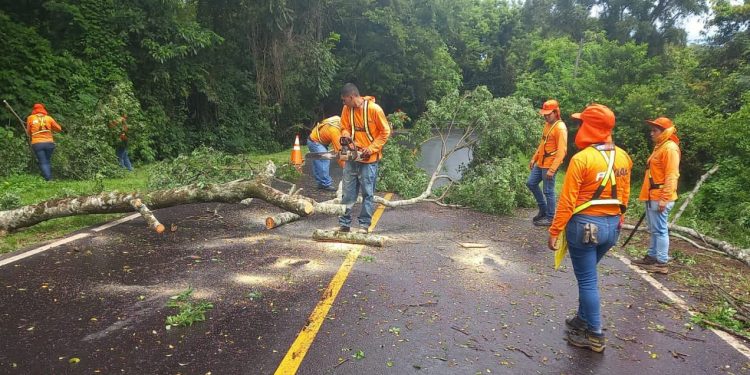 Equipos de Protección Civil remueven árboles caídos y limpian quebradas