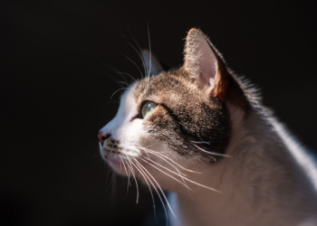 Los Chorros se convertirá en el primer santuario de gatos