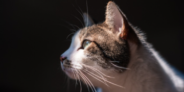 Los Chorros se convertirá en el primer santuario de gatos