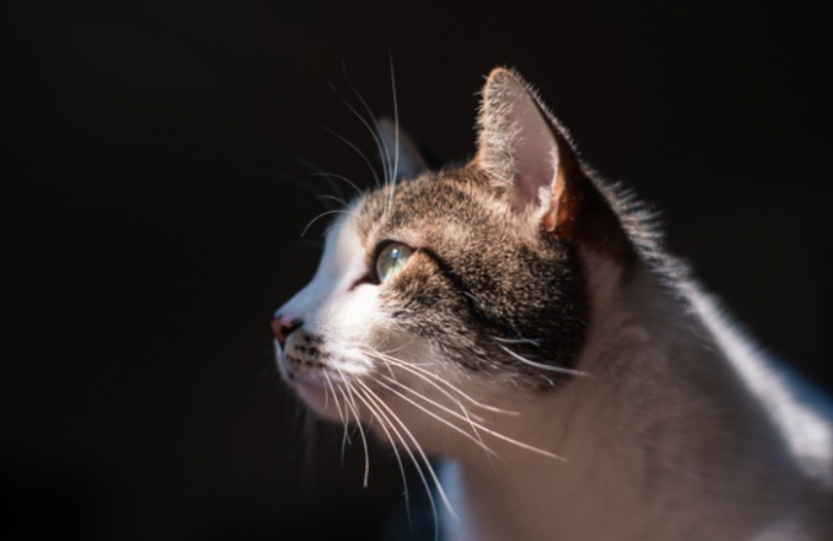 El primer santuario de gatos en El Salvador estará en el Parque Recreativo Los Chorros. Foto/ Freepik