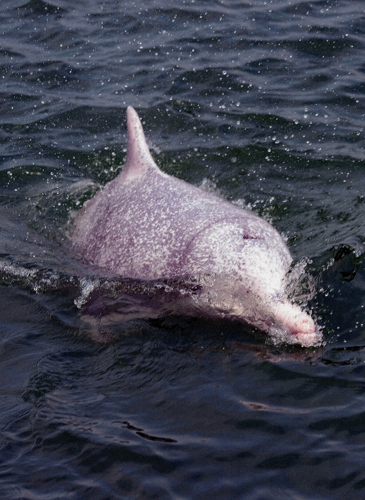 Delfin rosado Hong Kong