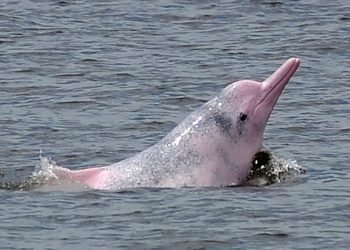 El coronavirus hace que los delfines rosados vuelvan a Hong Kong