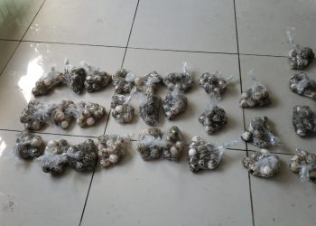 Más de 300 huevos de tortugas fueron decomisados en Usulután