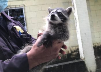 Rescatan mapache que apareció en vivienda en Usulután