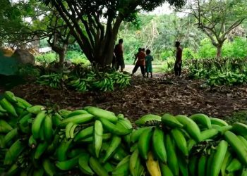 Guineo y cacao sostienen economía cafetalera en el país