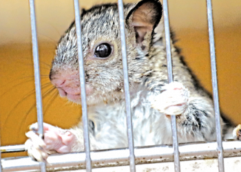 Tráfico de especies silvestres incrementó en la cuarentena