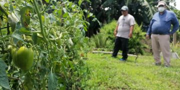 Hacen esfuerzo extra por mantener huerto escolar en Chalchuapa