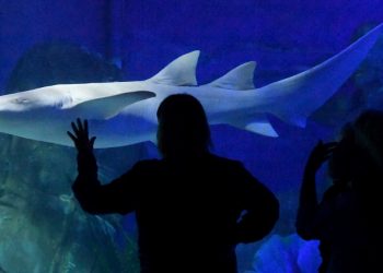 Hombre muere tras ser atacado por un tiburón en una playa de Australia