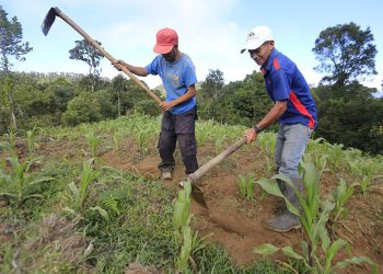Agricultura familiar generaría 400,000 empleos en el país