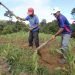 Agricultura familiar generaría 400,000 empleos en el país