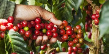 Producción cafetalera se desploma un 32 % en El Salvador