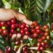 Producción cafetalera se desploma un 32 % en El Salvador
