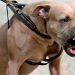 La mordida de un perro con rabia puede matar a una persona