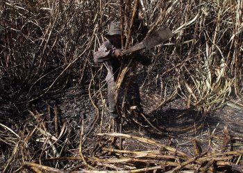 Sector azucarero proyecta 18.2 millones de quintales para la zafra 2020-2021