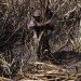 Sector azucarero proyecta 18.2 millones de quintales para la zafra 2020-2021