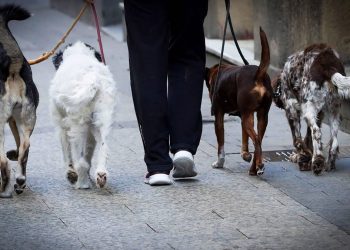 Ataques de perros han causado 18,000 víctimas en El Salvador