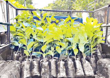 Buscan reforestar el bosque cafetalero de Conchagua
