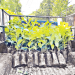 Buscan reforestar el bosque cafetalero de Conchagua