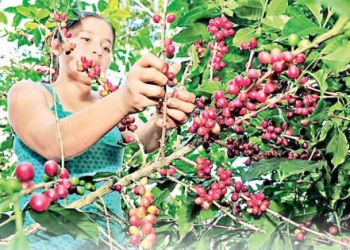 El café podría desaparecer en los próximos dos años en El Salvador