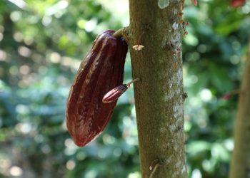 El cacao genera empleo para usulutecos