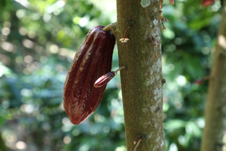 El el proyecto de LAGEO se cultiva las variedades de cacao como ICS 39, ICS 95 y Cacao Criollo.
Foto / Luis Umaña