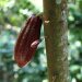 El cacao genera empleo para usulutecos
