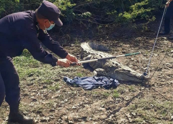 Encuentran a un cocodrilo en Puerto El Triunfo, en Usulután