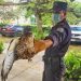 Encuentran a un gavilán caracolero herido en Santa Ana