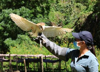 Fotos: Una mano amiga para monos, caimanes, búhos y pericos en Usulután