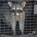 Rescatan a seis mapaches encontrados en una propiedad privada