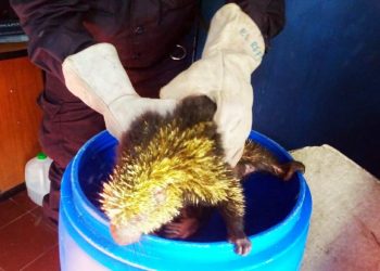 Rescatan a un puercoespín en Chalatenango