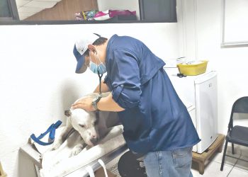 Unidad de bienestar promueve el respeto animal
