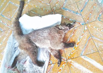 PNC rescata a pizote hallada en San Sebastián
