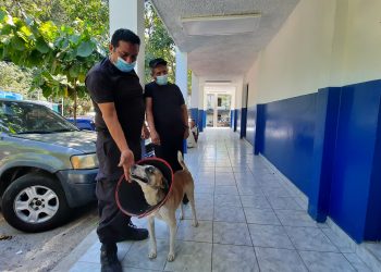 Perro guardián es adoptado por agentes de la Frontera Las Chinamas