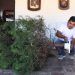 ¿Sabías que en Panchimalco puedes conseguir tu propio árbol natural de Navidad?