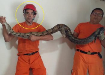 Alex Sánchez, el bombero cazador de serpientes
