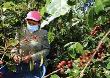 Caficultores urgen por Proyecto Café País