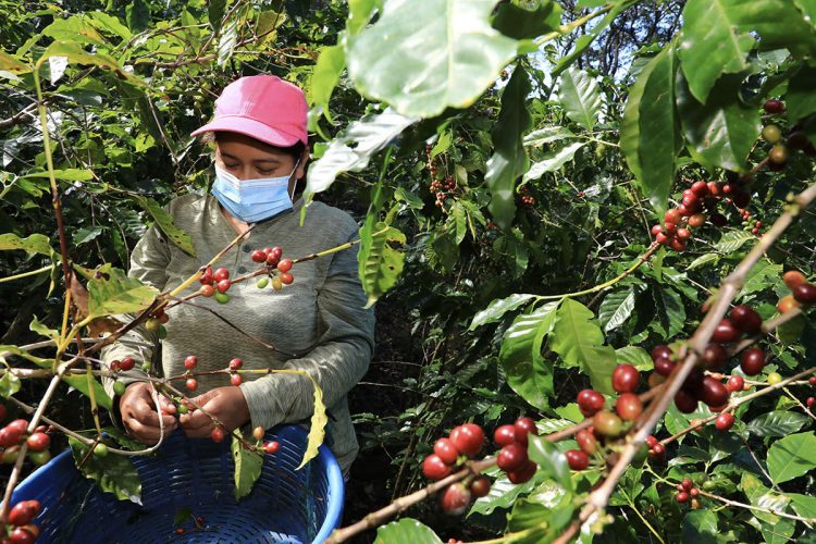 Financiamiento y renovación del parque cafetalero son las principales solicitudes de los cafetaleros