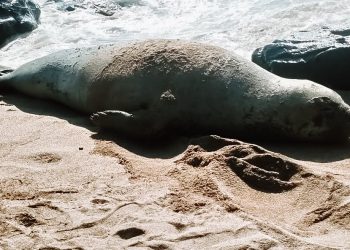 Encuentran un elefante marino en la playa Los Cóbanos, en Sonsonate