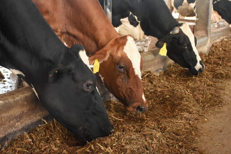 El Ministerio de Agricultura y Ganadería (MAG) ha inspeccionado 20,340 animales a escala nacional.