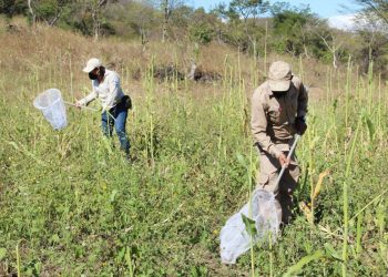 MAG realiza monitoreo preventivo de langostas en cultivos