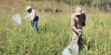 MAG realiza monitoreo preventivo de langostas en cultivos