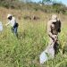 MAG realiza monitoreo preventivo de langostas en cultivos