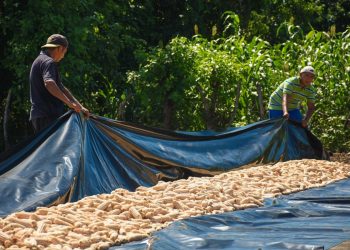 Cosecha de grano básicos incrementará un 12 % en los primeros meses