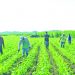 Disputa por terrenos en la comunidad Normandía, Usulután