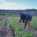 Gobierno anuncia plan para reactivar la agricultura en El Salvador