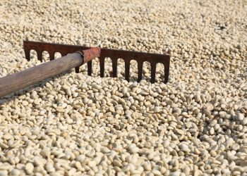 Libra de café de El Salvador se vende hasta en $80