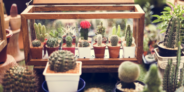 Los cactus y su importancia para la vida