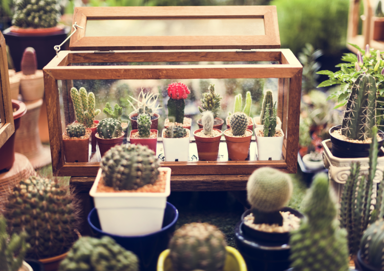 Los cactus son de gran importancia para la vida. Foto/Freepik