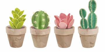 Consejos para cuidar los cactus